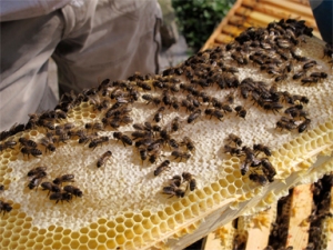 British Black Bees on a frame of capped honey: Ian Campbell beekeeper, Newcastle, UK