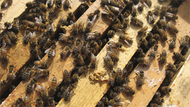 Honey bees on Top Bars at Brookfield Farm Bees and Honey, Maple Falls Washington