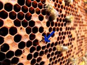 Honeybee cells infected with American Foul Brood