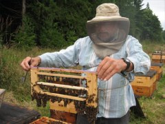 Beekeeper Pat Ray and some of his queen cells