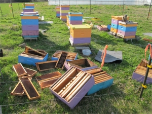 Bee Boxes being removed for spring cleaning