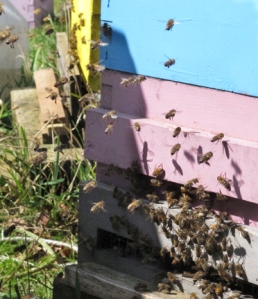 Brookfield Farm Bees in the Spring (Maple Falls, WA)