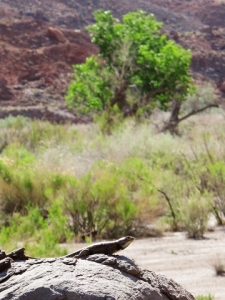 Lizard with Desert Landscape : Paria Canyon, Utah