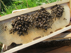 Honeybees complete a foundationless frame in a Brookfield Farm hive.