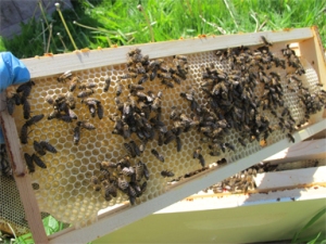 Honeybees complete foundation from a half-sheet 