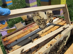 Foundationless Beehive frame being worked by Brookfield Farm bees