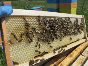 Honeybees complete a half-foundation frame at Brookfield Farm Bees And Honey, Maple FAlls, WA