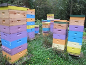 Bee Yard at Brookfield Farm Bees And Honey, Maple Falls, WA