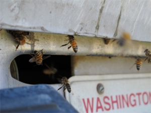 Brookfield Farm honey bees try to enter pick up truck