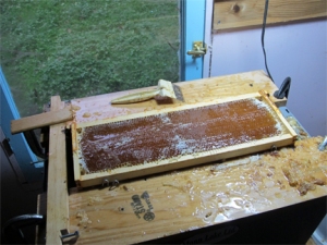 An uncapped frame of honey