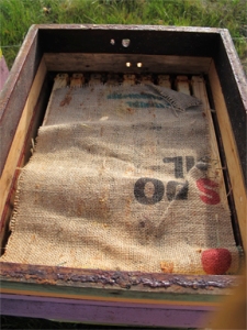 Burlap covers the top bars of a Brookfield Farm bee hive