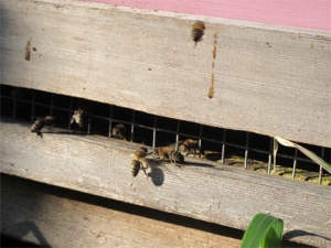 Hive Mouse Guards and Honeybees