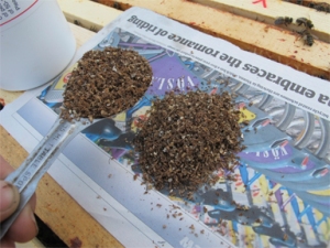Putting Stratiolaelaps scimitus (Predatory Mites) On Paper in Brookfield Farm bee hive