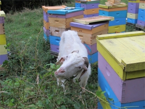 Goat eats amid Bee hives