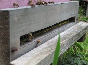 A Brookfield Farm mouse guard on a hive