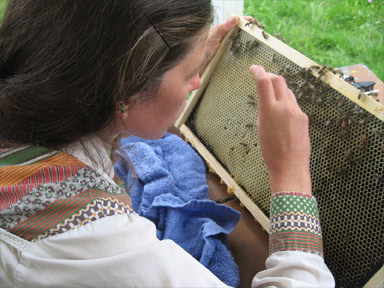 Grafting honeybee larvae to create queen cells
