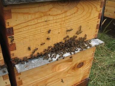 Cloak Board Slide in place on a a Honeybee Queen Cell Starter