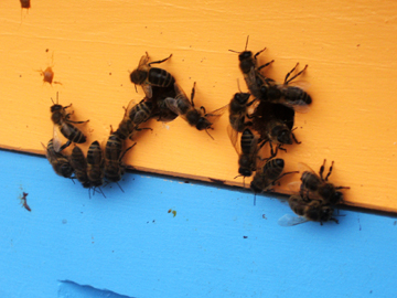 Brookfield Farm bees emerge from upper entrance: Maple Falls, Washington