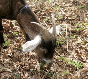 Goat eating the leaves of a Bleeding Heart : Brookfield Farm, Maple Falls, Washington