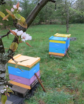 New bee hives in place with apples blossoms waiting to be pollinated