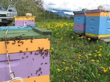 Spring Frog Farm: Happy home for some Brookfield Farm bee hives