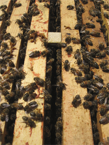 Honeybees on top bars with queen cage in center: Brookfield Farm Bees And Honey, Maple Falls, WA