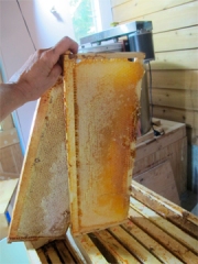 2 frames of honey about to be uncapped at Brookfield Farm Bees And Honey, Maple Falls, Washington