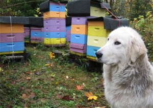 Maremma Livestock Guard Dog watches bee hives at Brookfield Farm Bees And Honey, Maple Falls, WA