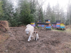 Livestock Guard Dog and little dog at Brookfield Farm Bees And Honey