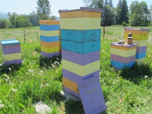 Strong hive in a Brookfield Farm Bees And Honey Beeyard