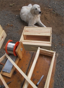 Maremma watches over bee frame wiring