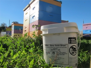 Container of Mite Away Quick Strips in bee yard