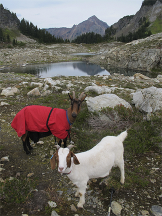 Pacific Northwest Mountain Pond with Pack goats