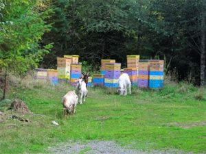 Goats eating clover by bee hives