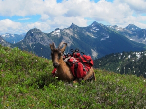 Pack goat at Cascade Mountain pass Washington