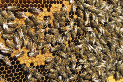 honey bees on sealed brood