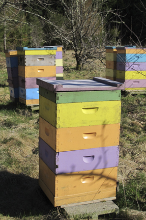 Painted honey bee hives