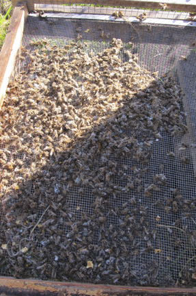 Dead honeybees cover a hive's bottom screen