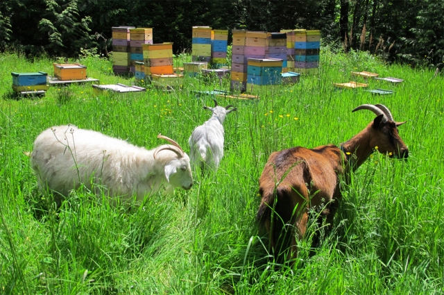 Goats browse in front of bee hives