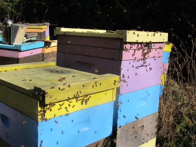 Honeybees at top entrances of hives