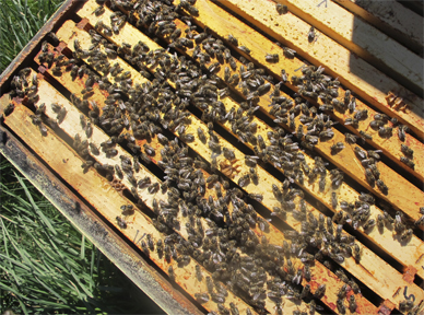 Bee Box : in the spring