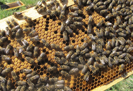 Honeybees on a frame of sealed brood